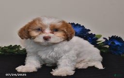 Shihpoo dogs for sale: Justin - Image 3