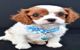 Cavapoo dogs for sale: Cavapoo 4 puppies - Image 2