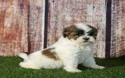 Shihpoo dogs for sale: Anya - Image 8