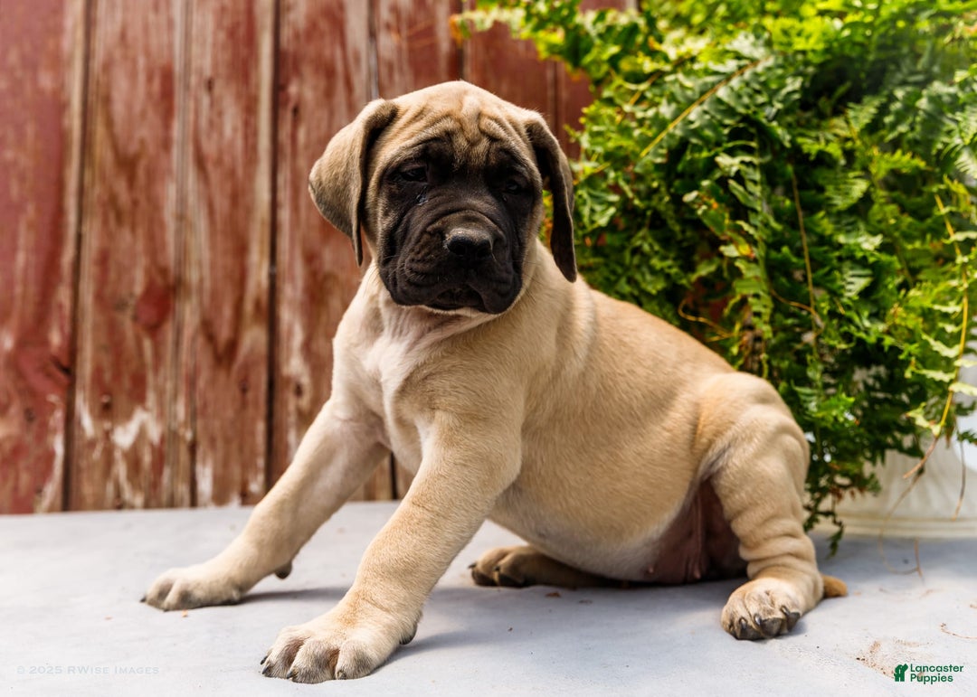 English Mastiff dogs for sale: Hazel - Image 3