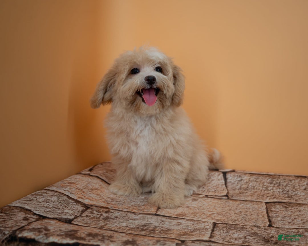 Maltipoo dogs for sale: Luciana - Image 12