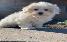 Coton De Tulear dogs for sale: Alexa - Image 3