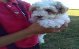 Toy Poodle dogs for sale: Chloe - Image 5