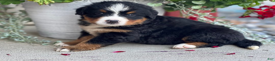 Dottie