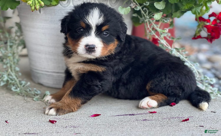 Bernese Mountain Dog dogs for sale - Ad 5