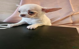 Chihuahua dogs for sale: Lord - Image 9