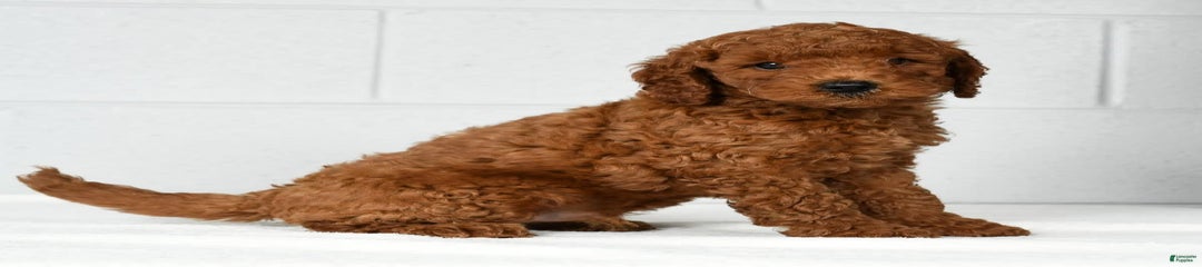 Ranger