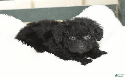 Havapoo dogs for sale: Alden - Image 7