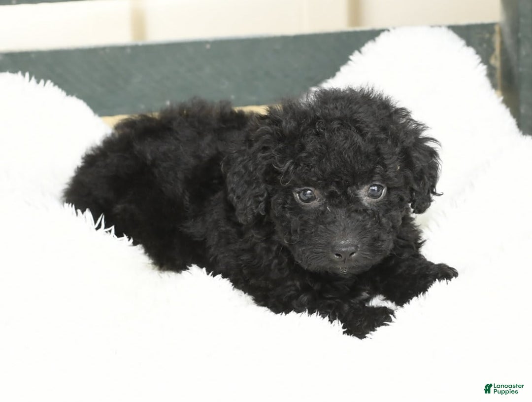 Havapoo dogs for sale: Alden - Image 7