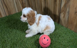 Cavapoo dogs for sale: Fiona Girl 1 - Image 2