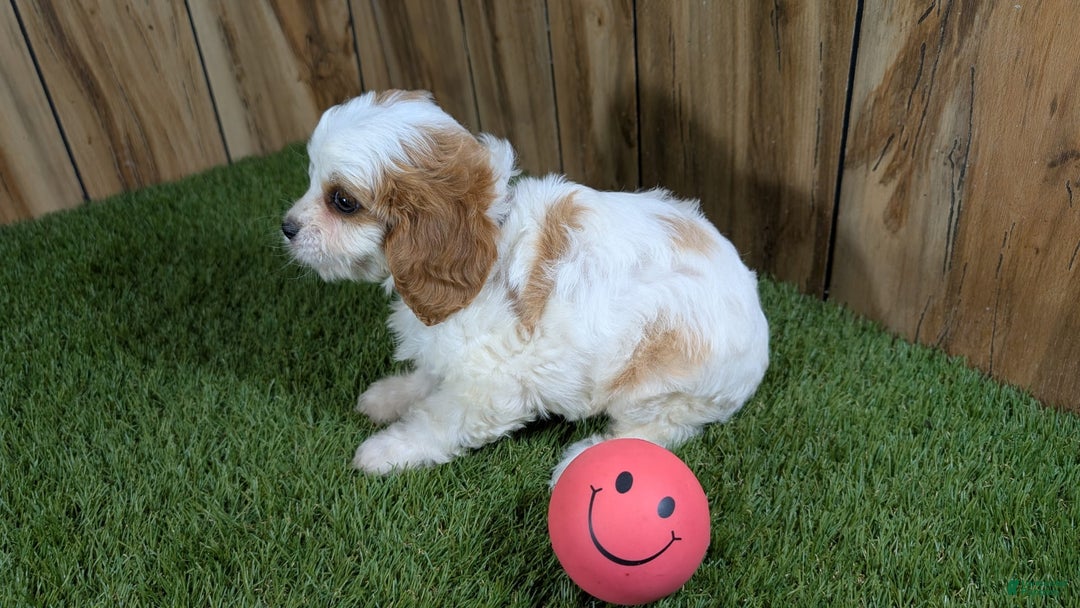 Cavapoo dogs for sale: Fiona Girl 1 - Image 2