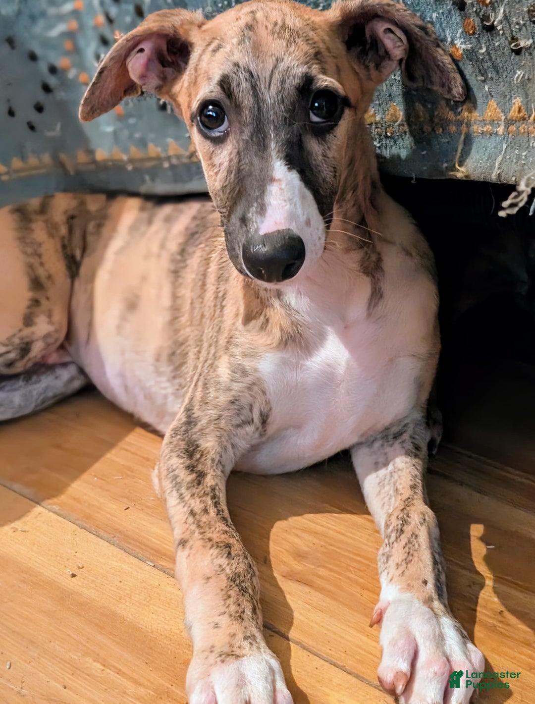 Whippet dogs for sale: Billy - Image 3