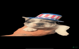 French Bulldog dogs for sale: Rain - Image 5