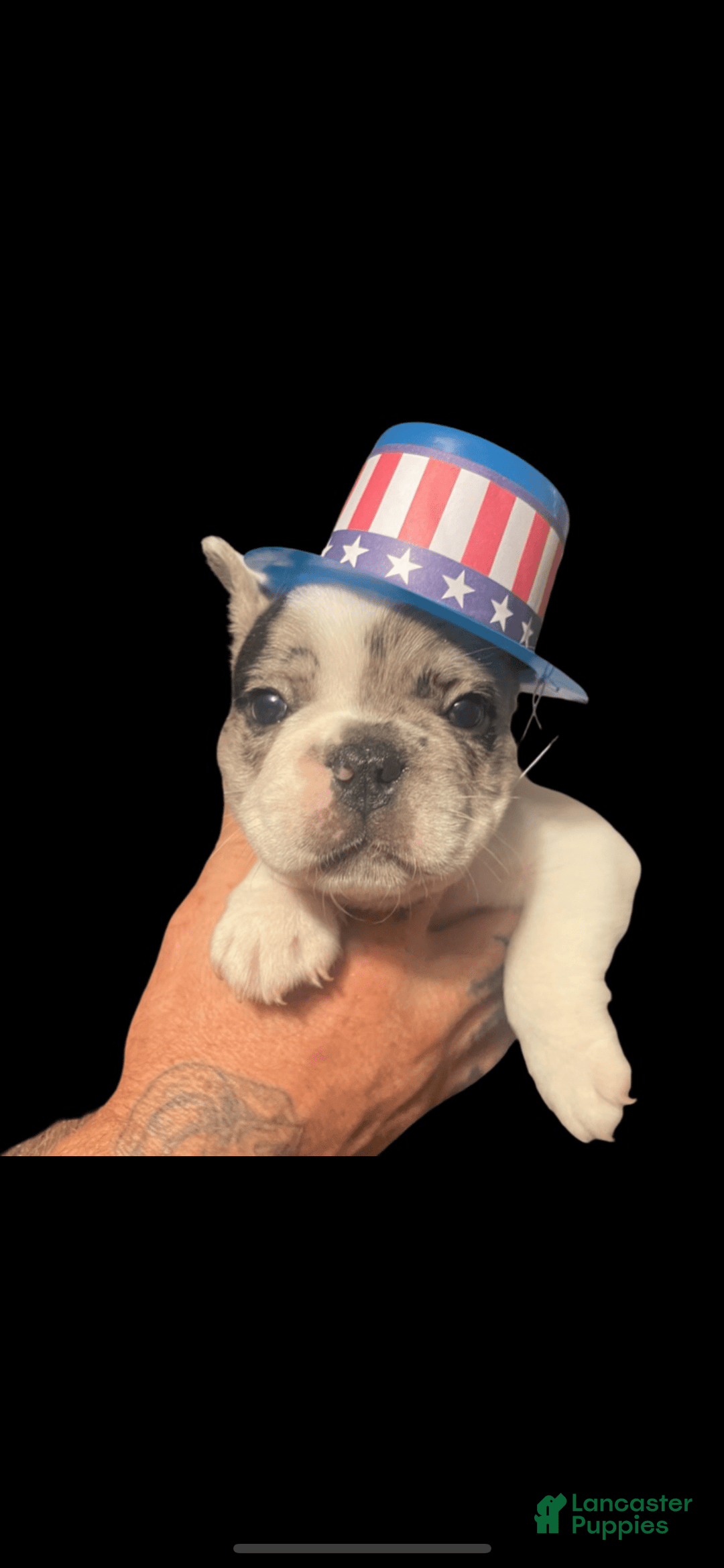 French Bulldog dogs for sale: Rain - Image 5