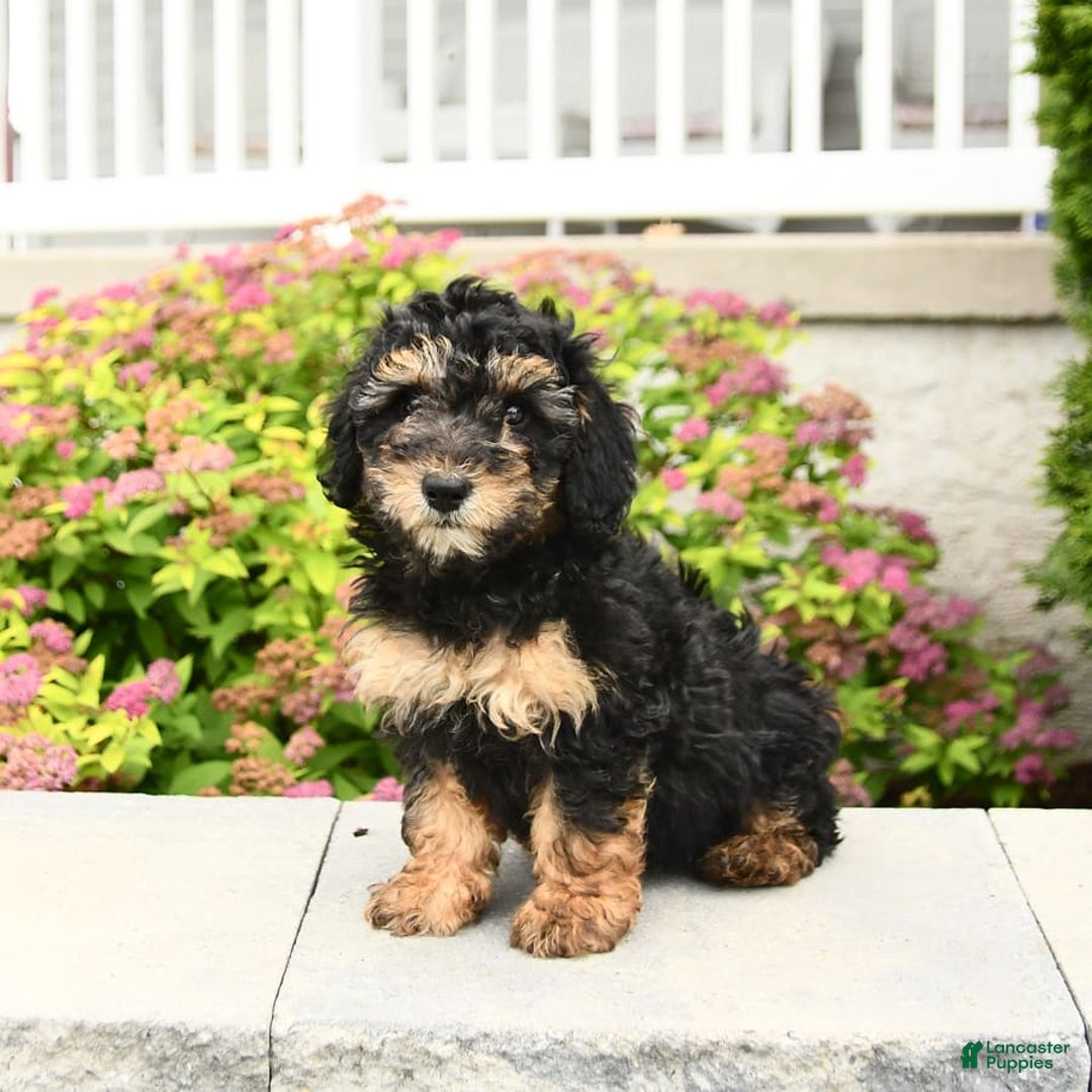 Miniature Poodle dogs for sale: Olive - Image 2
