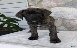 English Mastiff dogs for sale: Bella - Image 9