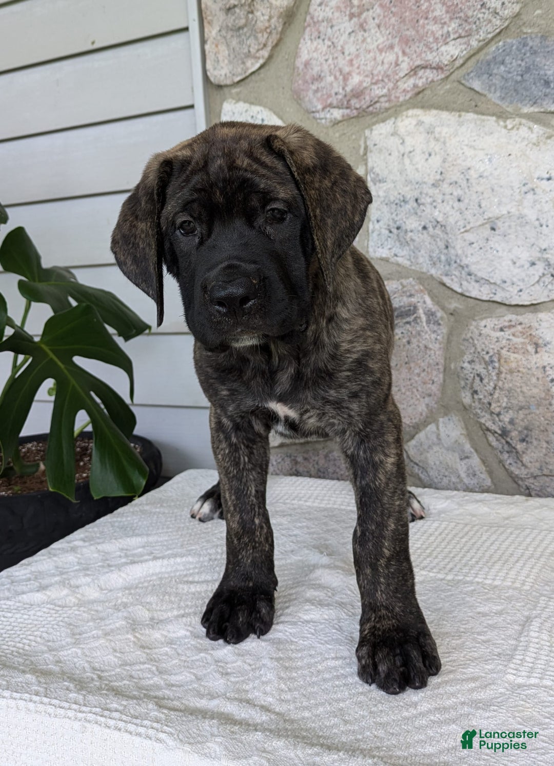 English Mastiff dogs for sale: Bella - Image 9