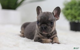 French Bulldog dogs for sale: Sky - Image 5