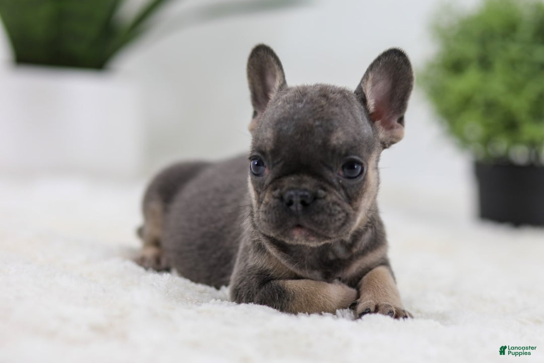 French Bulldog dogs for sale: Sky - Image 5