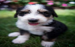 Bernedoodle dogs for sale: Shooter - Image 5