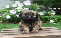 Teddy Bear dogs for sale: Dawn - Image 2
