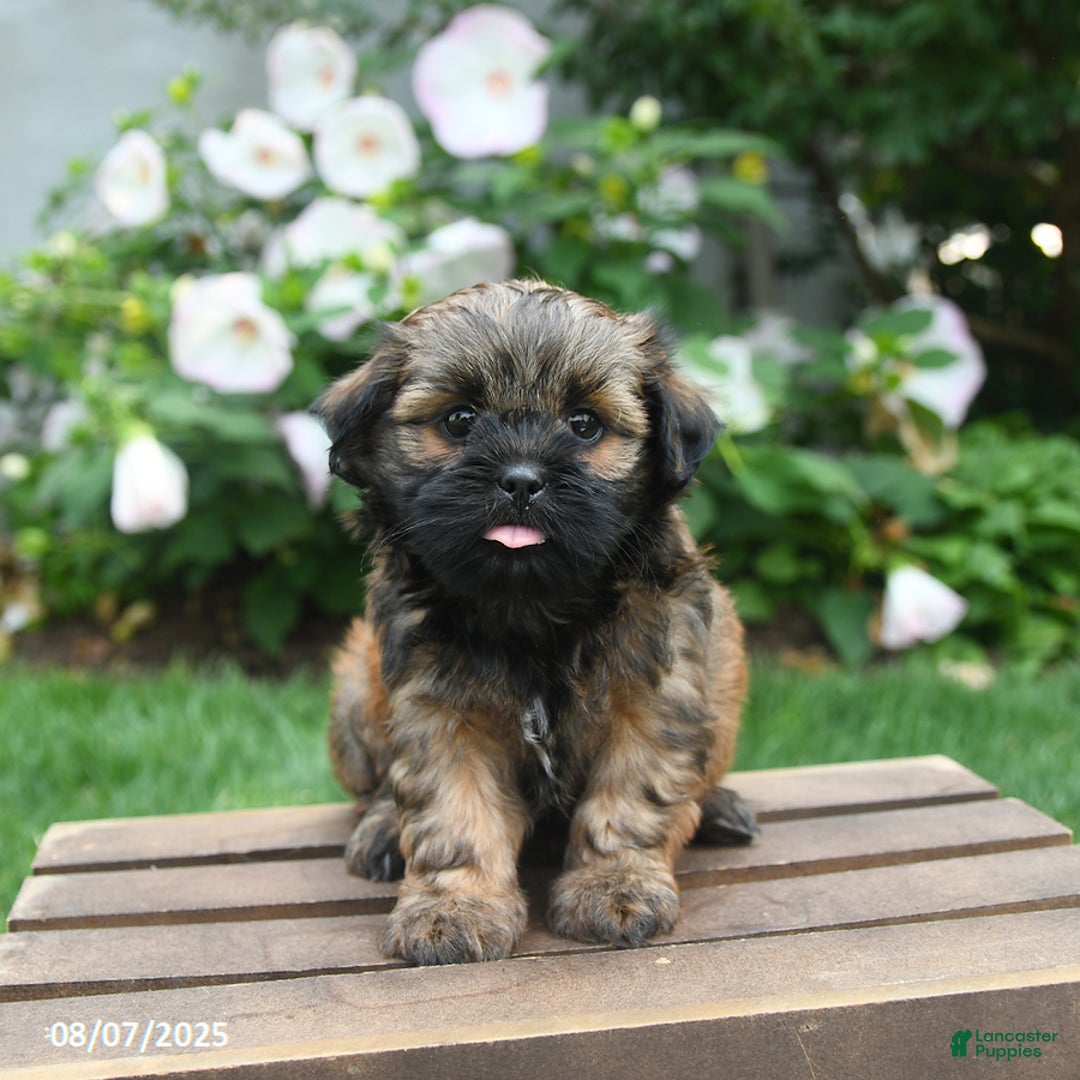 Teddy Bear dogs for sale: Dawn - Image 2