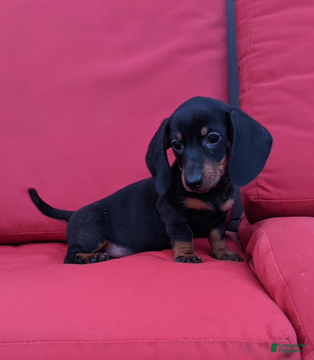 Miniature Dachshund dogs for sale: Freddie - Image 10