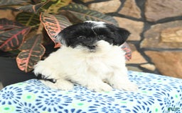 Teddy Bear dogs for sale: Blazer - Image 3