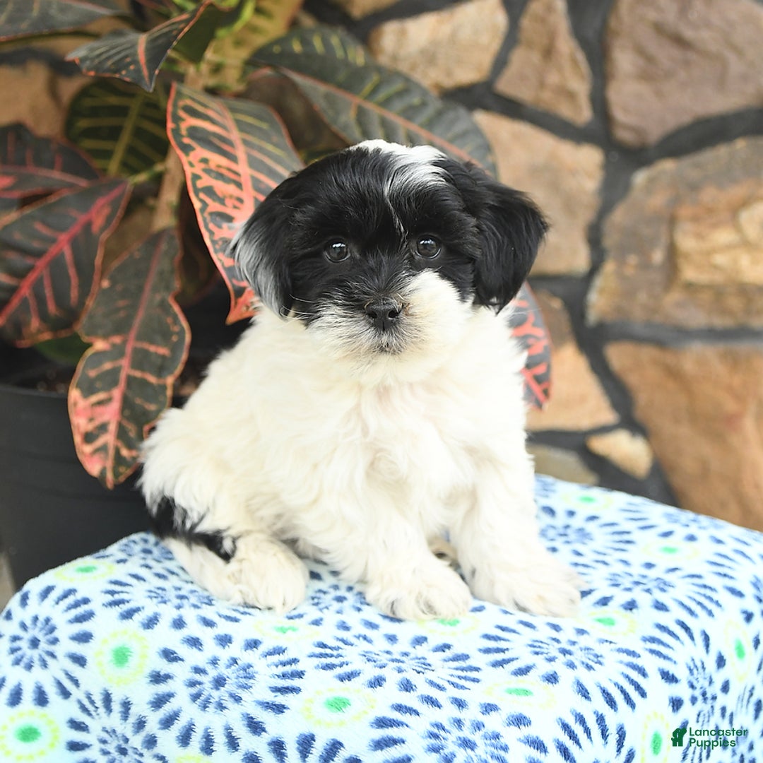 Teddy Bear dogs for sale: Blazer - Image 3