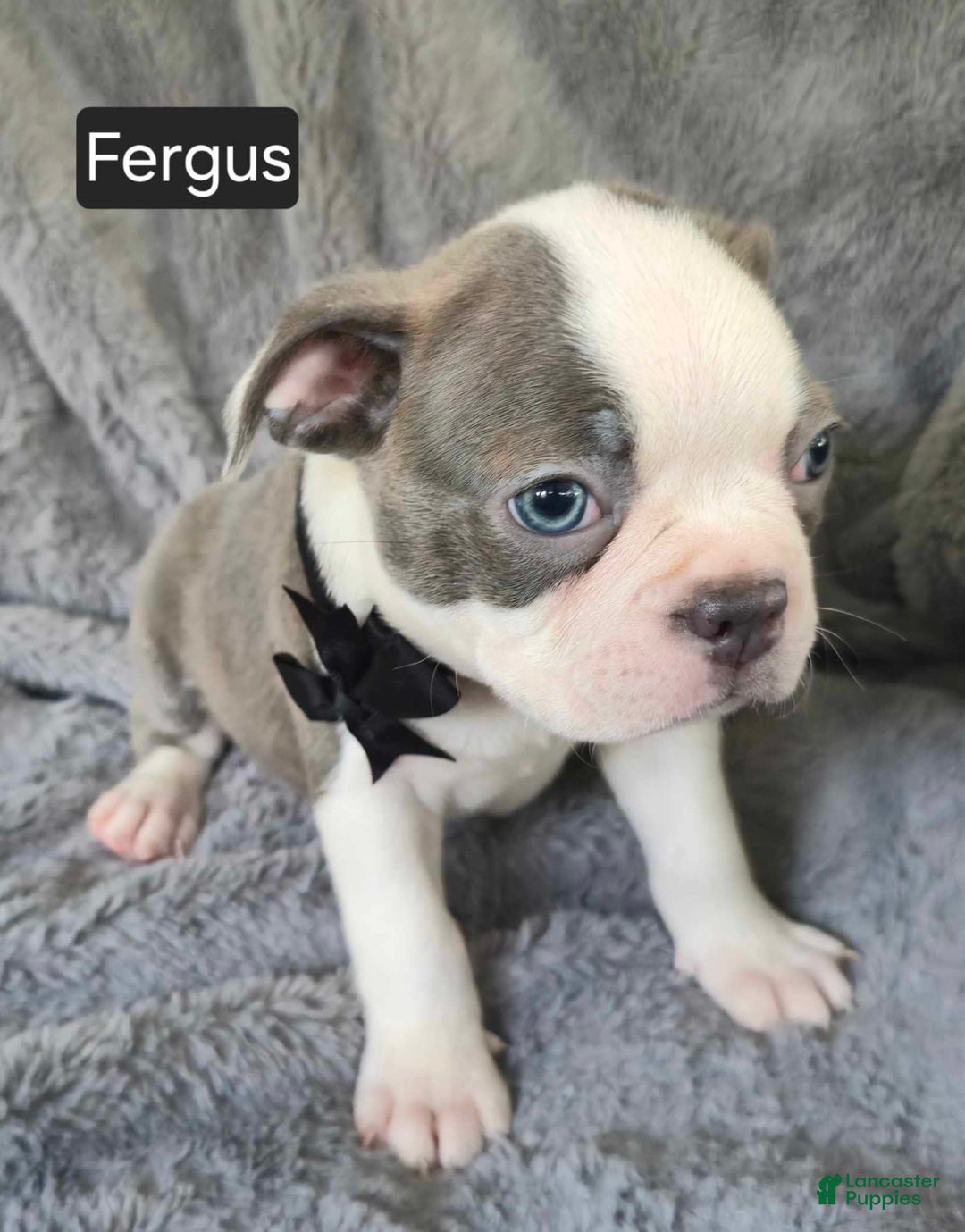 Boston Terrier dogs for sale: Fergus - Image 4
