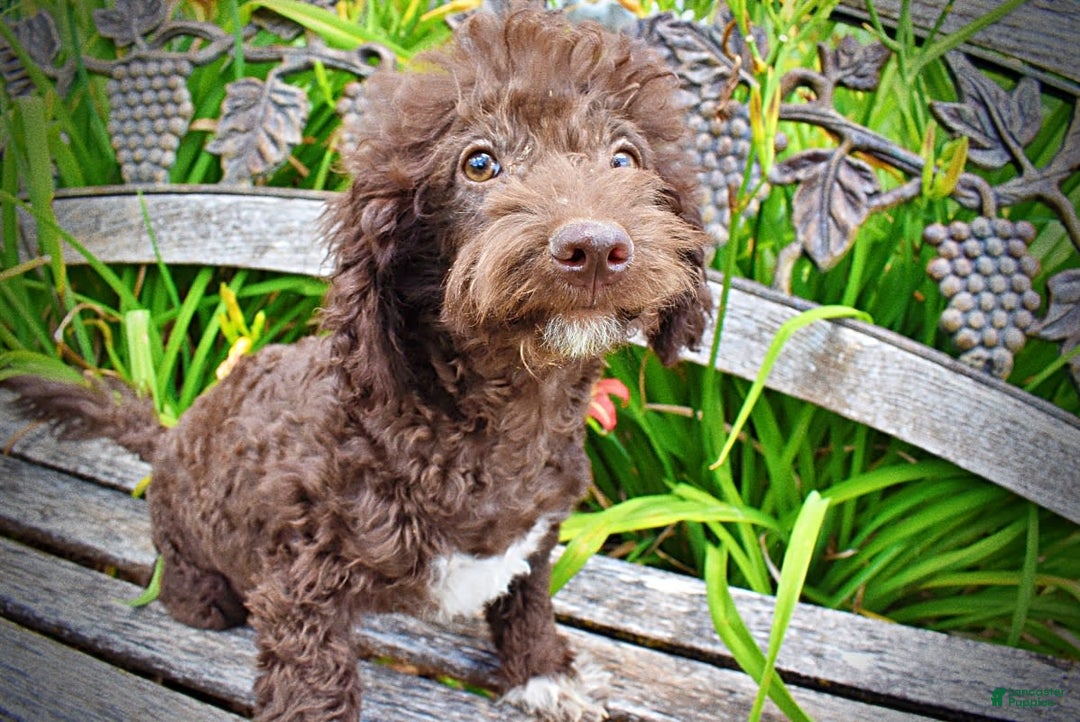 Havapoo dogs for sale: Teddy - Image 16