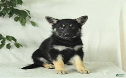 Gerberian Shepsky dogs for sale: Muffin - Image 2