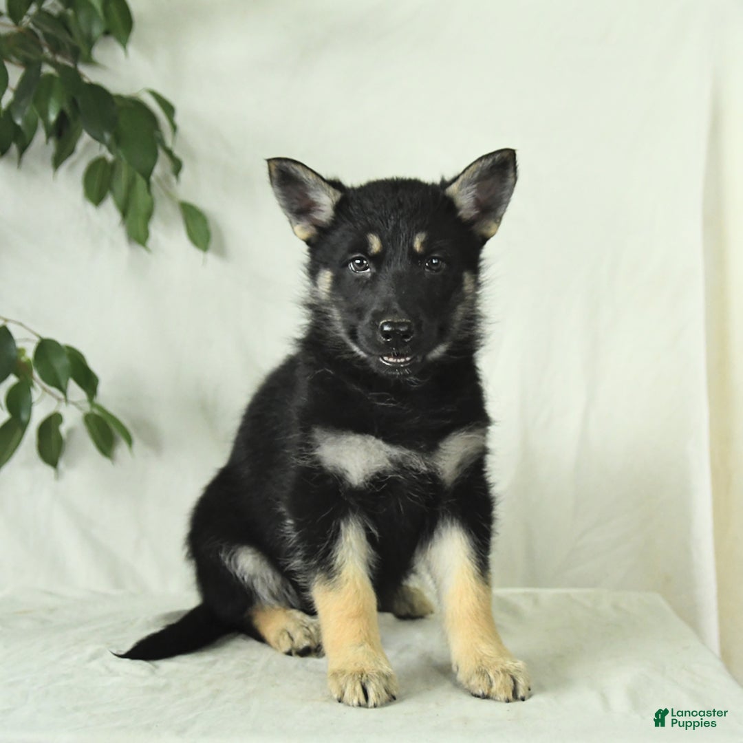 Gerberian Shepsky dogs for sale: Muffin - Image 2
