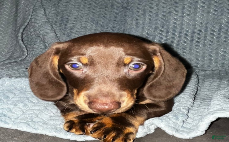 Dachshund dogs for sale - Ad 2