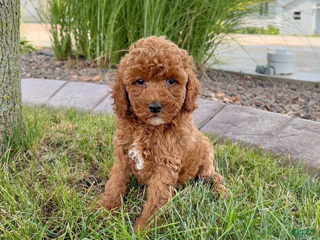 Cavapoo dogs for sale: Harley - Image 9
