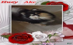Pomeranian dogs for sale: Sam - Image 10