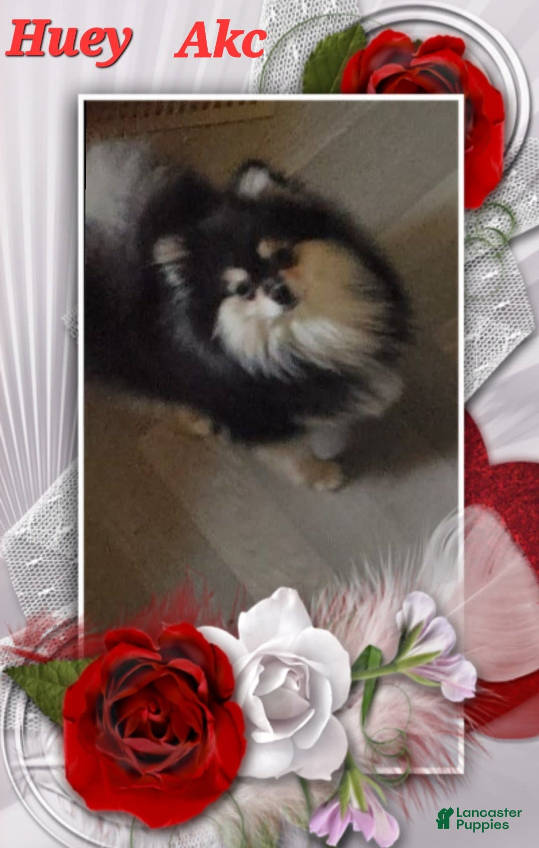 Pomeranian dogs for sale: Sam - Image 10