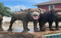 Labrador Retriever dogs for sale: Silver Male 4 - Image 1
