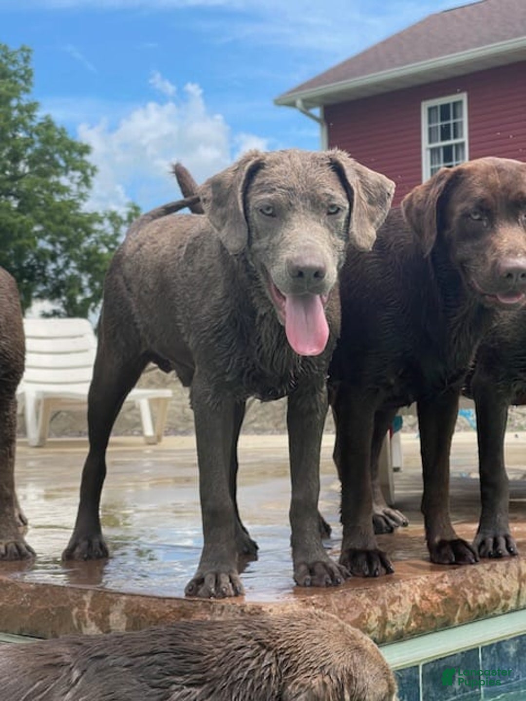 Labrador Retriever dogs for sale: Silver Male 4 - Image 1