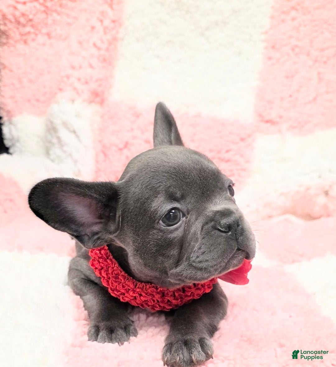 French Bulldog dogs for sale: Rosie - Image 3