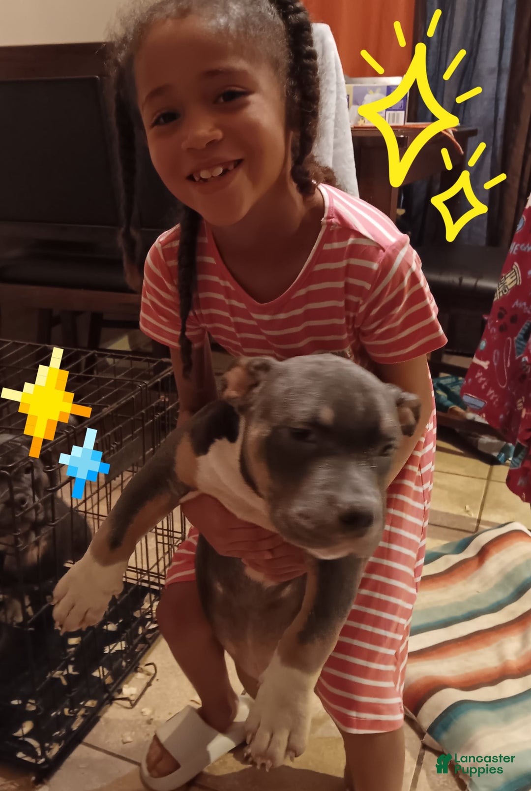 American Bully dogs for sale: Rose Col - Image 6