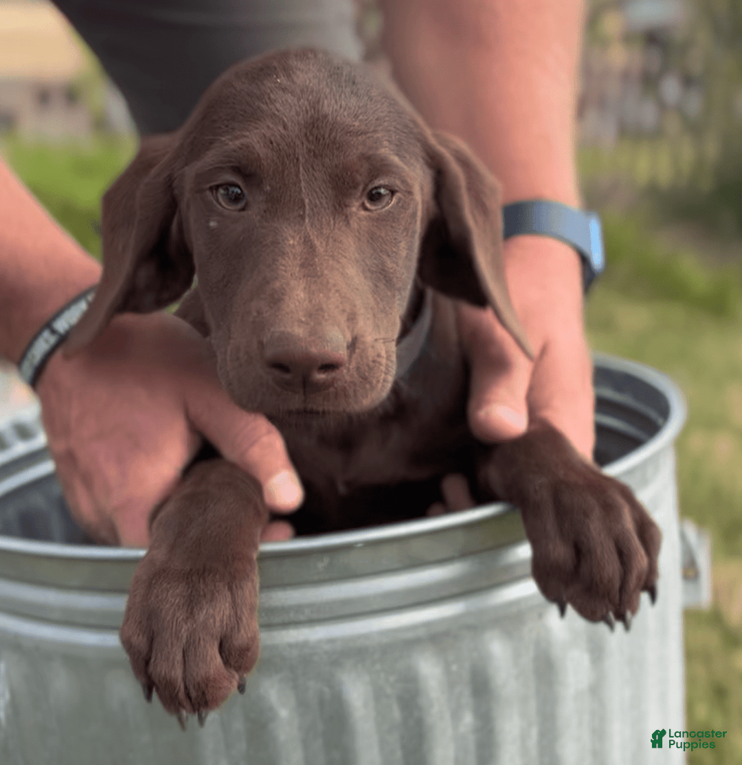 Labrador Retriever dogs for sale: Caramel - Image 3