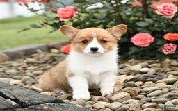 Welsh Corgi Pembroke dogs for sale: Clementine - Image 7