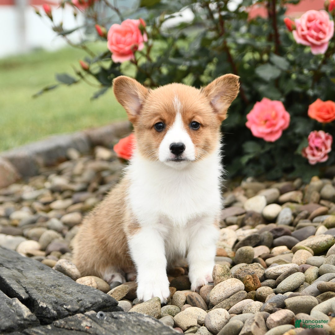 Welsh Corgi Pembroke dogs for sale: Clementine - Image 7