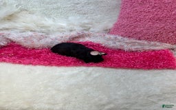 Morkie dogs for sale: London - Image 10
