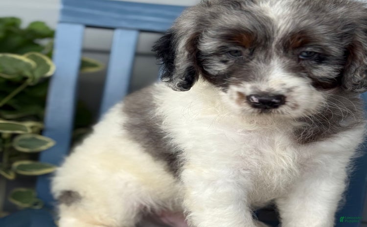 Mini Bernedoodle dogs for sale - Ad 1