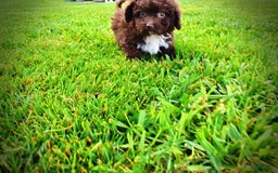 Havapoo dogs for sale: Benson - Image 10