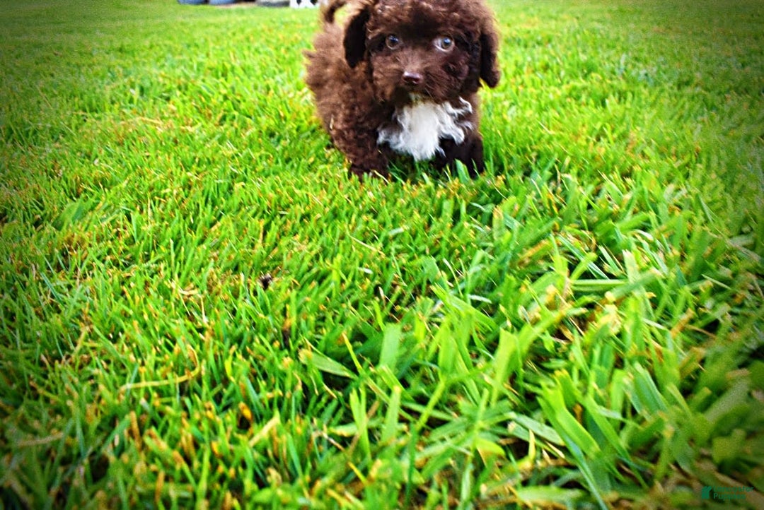 Havapoo dogs for sale: Benson - Image 10
