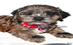 Cockapoo dogs for sale: Stalle - Image 3