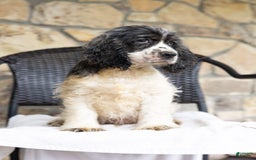 Cocker Spaniel dogs for sale: Mickey - Image 3